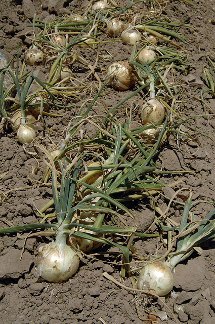 The Impact of the Summer Onion Shortage Expected to Hit Early Next Year