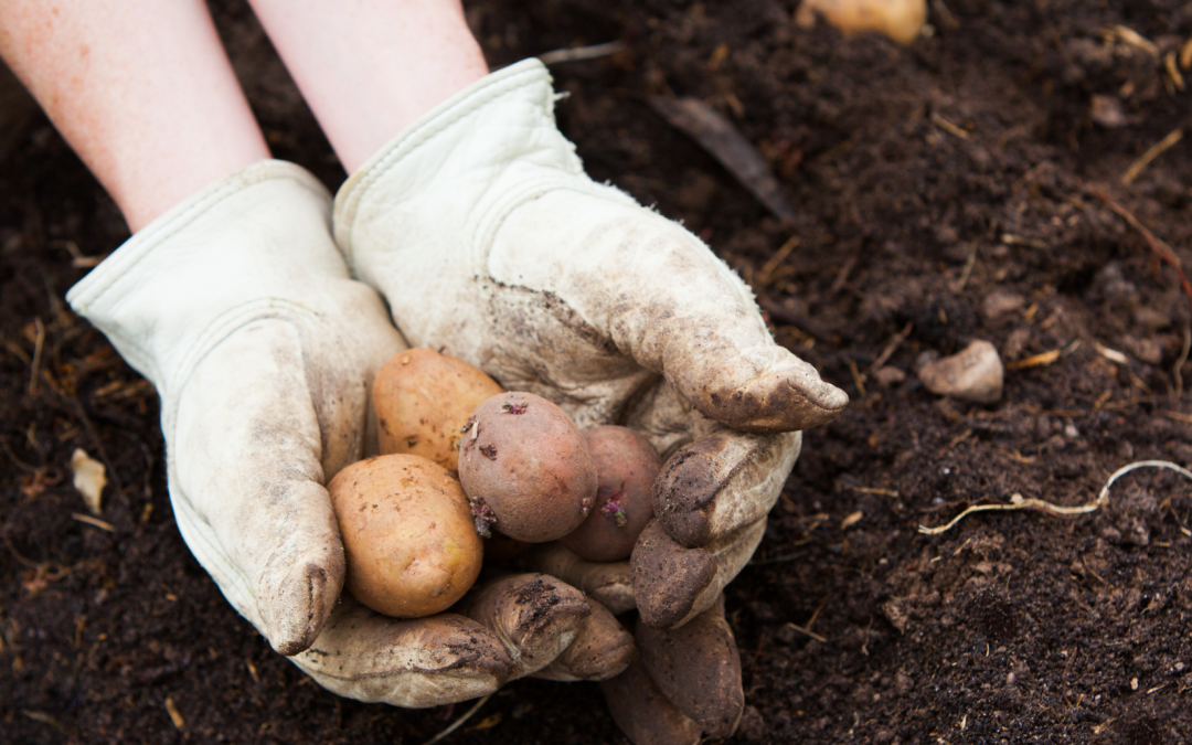 Can the health of the soil affect fresh produce quality?