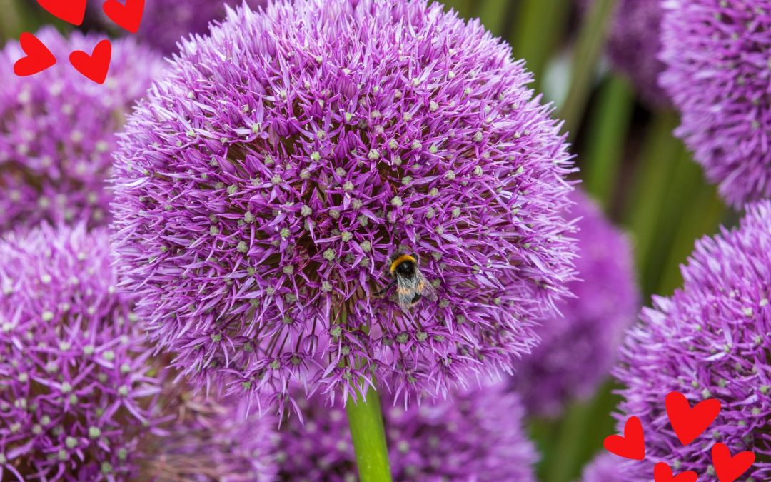 Valentine’s day is coming – learn about the beautiful Onion Flower