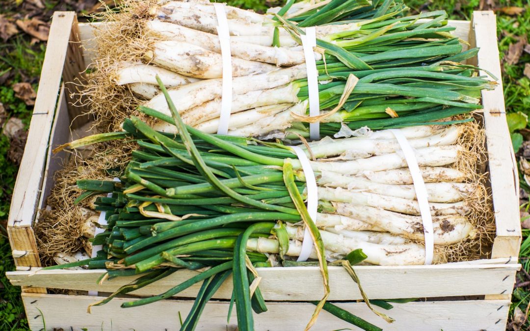 Spring Onion Feast – Celebrating onions in Catalonia
