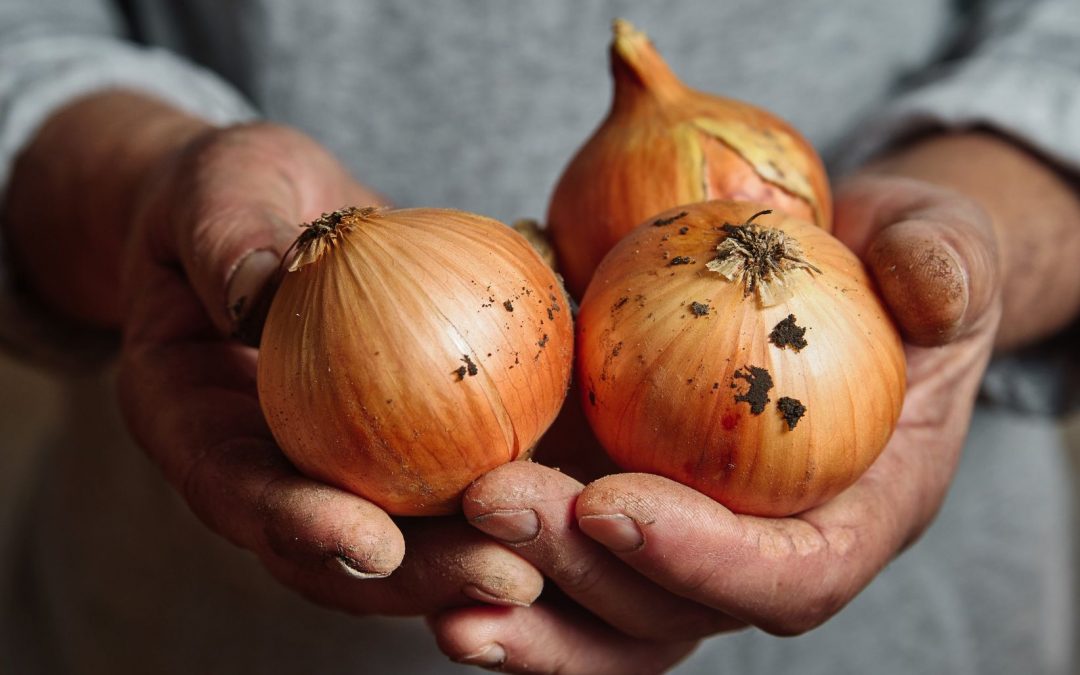 Onions in different industries – they’re not just a cooking ingredient