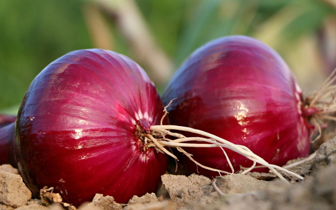 5 methods to preserve the flavour of onions